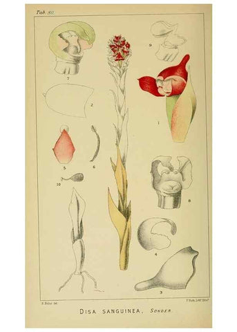 Reproducción/Reproduction 9732606990: Icones orchidearum austro-africanarum extra-tropicarum :. London :W. Wesley,1896-1913.