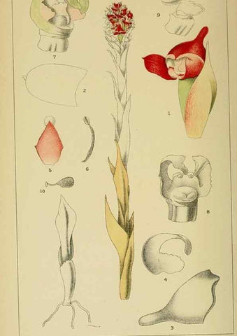 Reproducción/Reproduction 9732606990: Icones orchidearum austro-africanarum extra-tropicarum :. London :W. Wesley,1896-1913.