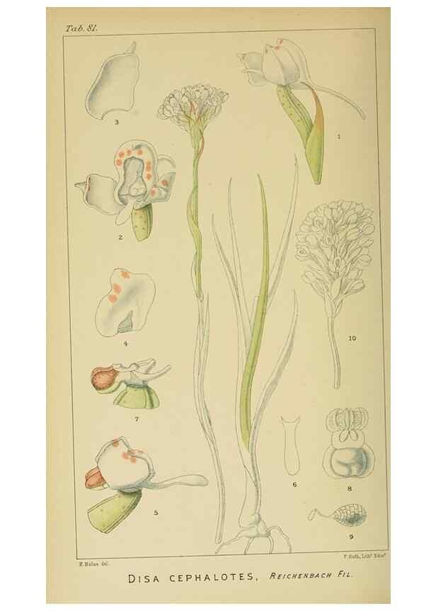 Reproducción/Reproduction 9729384373: Icones orchidearum austro-africanarum extra-tropicarum :. London :W. Wesley,1896-1913.