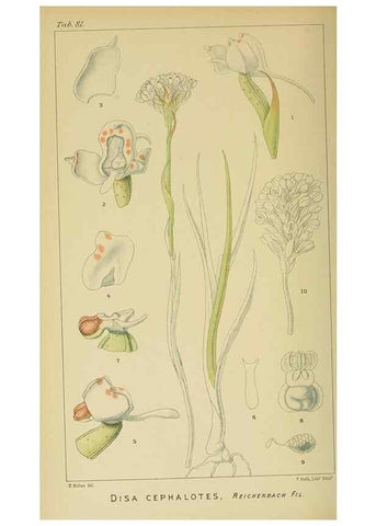 Reproducción/Reproduction 9729384373: Icones orchidearum austro-africanarum extra-tropicarum :. London :W. Wesley,1896-1913.