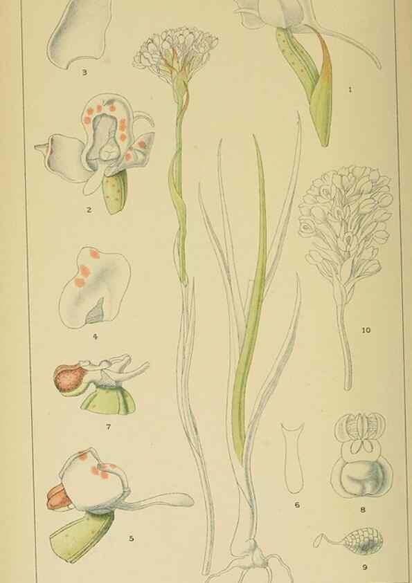 Reproducción/Reproduction 9729384373: Icones orchidearum austro-africanarum extra-tropicarum :. London :W. Wesley,1896-1913.