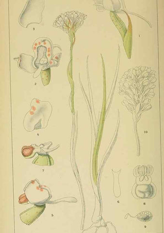 Reproducción/Reproduction 9729384373: Icones orchidearum austro-africanarum extra-tropicarum :. London :W. Wesley,1896-1913.