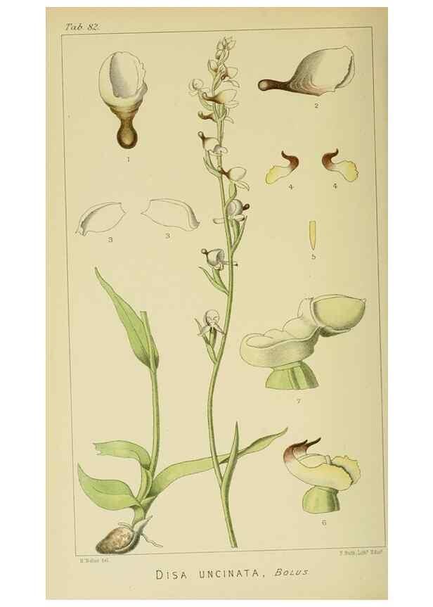 Reproducción/Reproduction 9729385853: Icones orchidearum austro-africanarum extra-tropicarum :. London :W. Wesley,1896-1913.