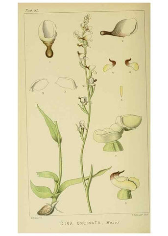 Reproducción/Reproduction 9729385853: Icones orchidearum austro-africanarum extra-tropicarum :. London :W. Wesley,1896-1913.