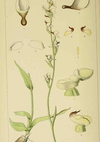Reproducción/Reproduction 9729385853: Icones orchidearum austro-africanarum extra-tropicarum :. London :W. Wesley,1896-1913.