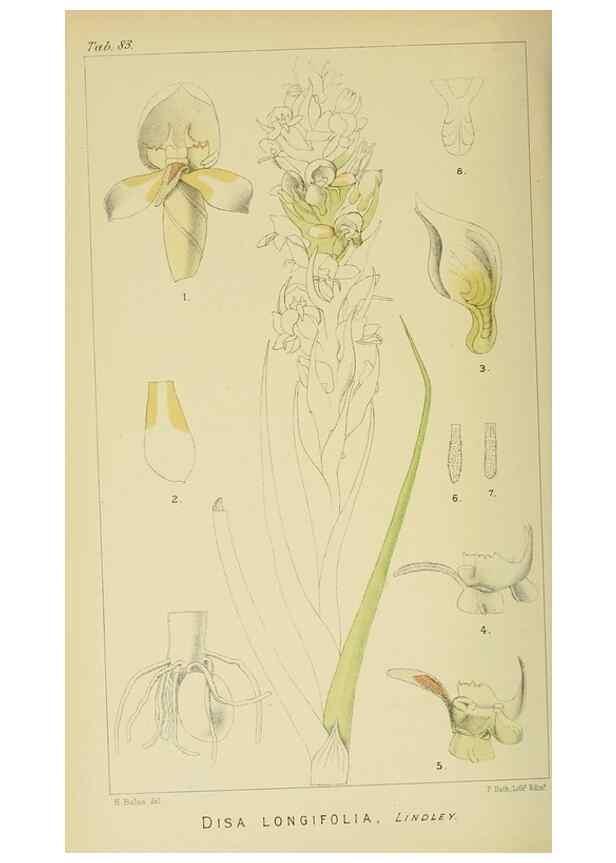 Reproducción/Reproduction 9729387677: Icones orchidearum austro-africanarum extra-tropicarum :. London :W. Wesley,1896-1913.