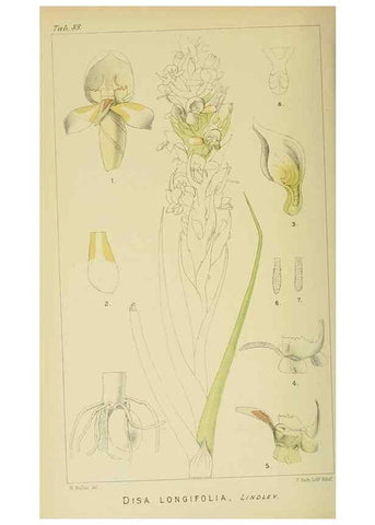 Reproducción/Reproduction 9729387677: Icones orchidearum austro-africanarum extra-tropicarum :. London :W. Wesley,1896-1913.