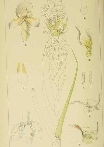 Reproducción/Reproduction 9729387677: Icones orchidearum austro-africanarum extra-tropicarum :. London :W. Wesley,1896-1913.