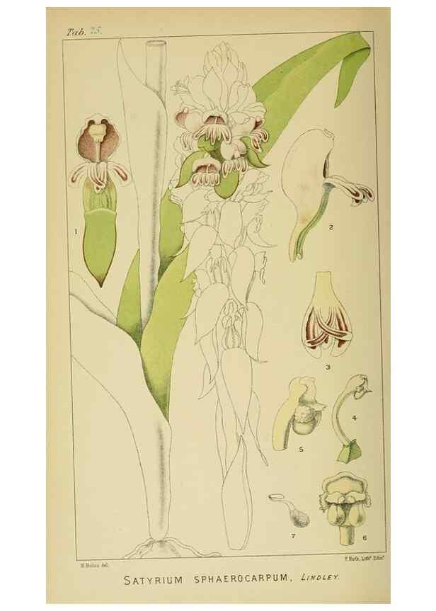 Reproducción/Reproduction 9732598654: Icones orchidearum austro-africanarum extra-tropicarum :. London :W. Wesley,1896-1913.