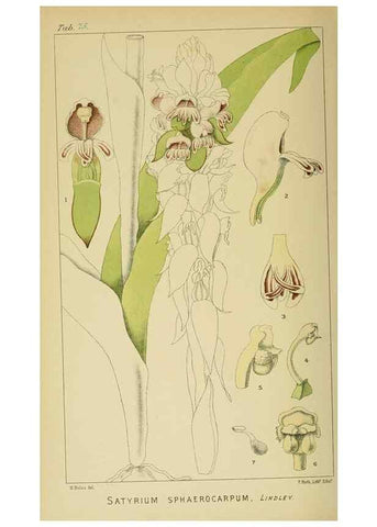 Reproducción/Reproduction 9732598654: Icones orchidearum austro-africanarum extra-tropicarum :. London :W. Wesley,1896-1913.