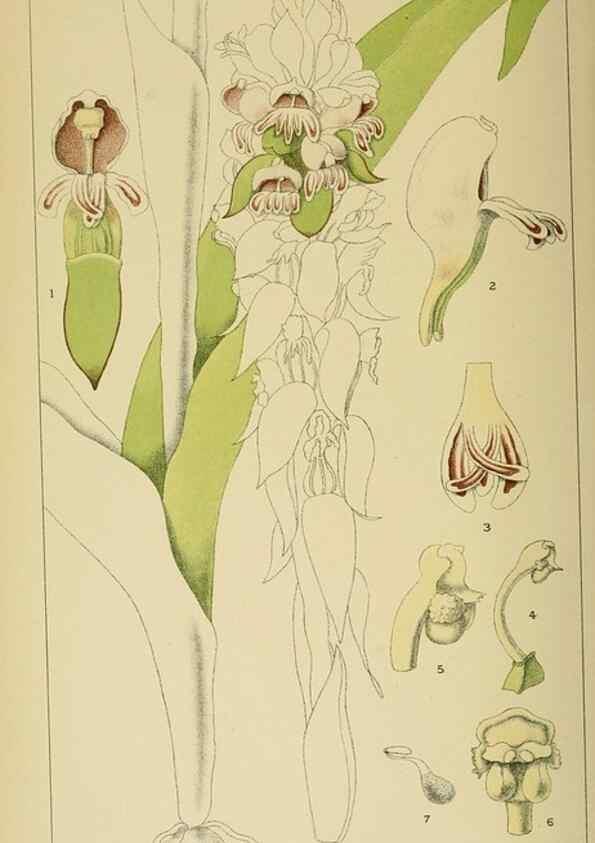 Reproducción/Reproduction 9732598654: Icones orchidearum austro-africanarum extra-tropicarum :. London :W. Wesley,1896-1913.