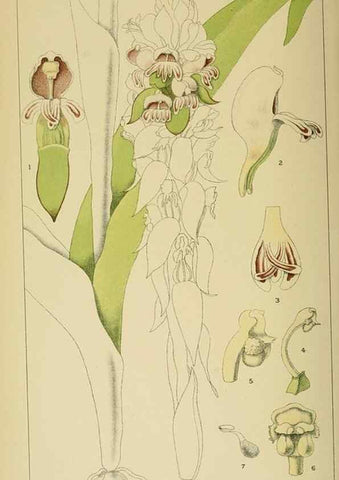 Reproducción/Reproduction 9732598654: Icones orchidearum austro-africanarum extra-tropicarum :. London :W. Wesley,1896-1913.