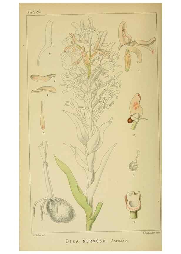 Reproducción/Reproduction 9729389539: Icones orchidearum austro-africanarum extra-tropicarum :. London :W. Wesley,1896-1913.