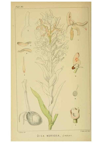 Reproducción/Reproduction 9729389539: Icones orchidearum austro-africanarum extra-tropicarum :. London :W. Wesley,1896-1913.