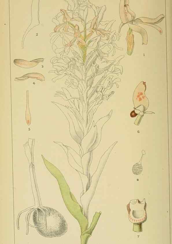 Reproducción/Reproduction 9729389539: Icones orchidearum austro-africanarum extra-tropicarum :. London :W. Wesley,1896-1913.