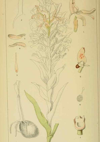 Reproducción/Reproduction 9729389539: Icones orchidearum austro-africanarum extra-tropicarum :. London :W. Wesley,1896-1913.