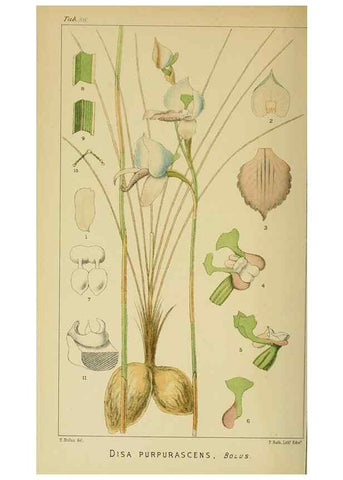 Reproducción/Reproduction 9732618158: Icones orchidearum austro-africanarum extra-tropicarum :. London :W. Wesley,1896-1913.