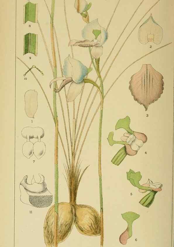 Reproducción/Reproduction 9732618158: Icones orchidearum austro-africanarum extra-tropicarum :. London :W. Wesley,1896-1913.