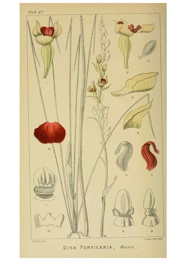 Reproducción/Reproduction 9729395293: Icones orchidearum austro-africanarum extra-tropicarum :. London :W. Wesley,1896-1913.