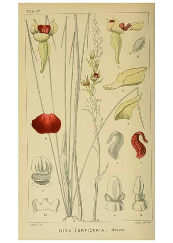 Reproducción/Reproduction 9729395293: Icones orchidearum austro-africanarum extra-tropicarum :. London :W. Wesley,1896-1913.
