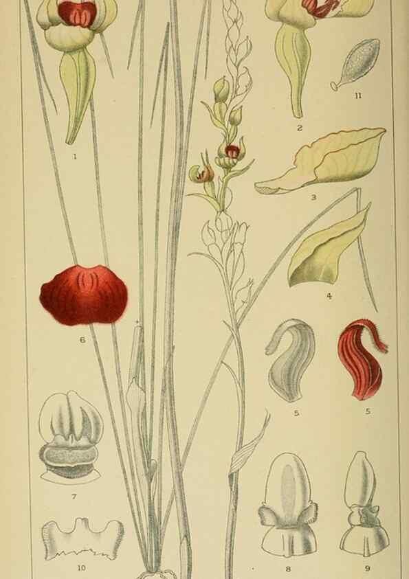 Reproducción/Reproduction 9729395293: Icones orchidearum austro-africanarum extra-tropicarum :. London :W. Wesley,1896-1913.