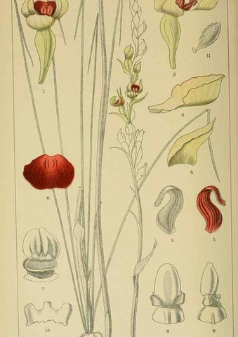 Reproducción/Reproduction 9729395293: Icones orchidearum austro-africanarum extra-tropicarum :. London :W. Wesley,1896-1913.