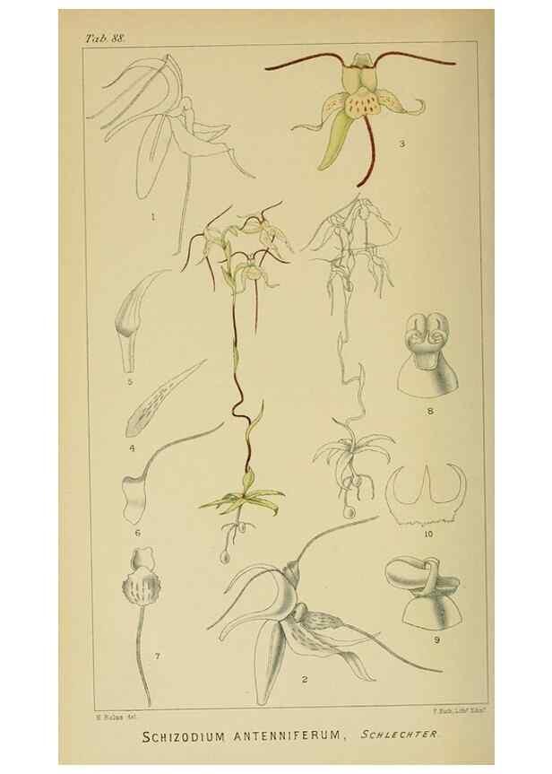Reproducción/Reproduction 9732622018: Icones orchidearum austro-africanarum extra-tropicarum :. London :W. Wesley,1896-1913.