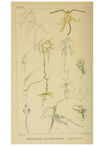 Reproducción/Reproduction 9732622018: Icones orchidearum austro-africanarum extra-tropicarum :. London :W. Wesley,1896-1913.