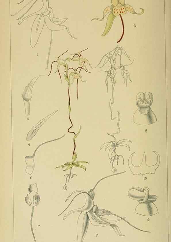 Reproducción/Reproduction 9732622018: Icones orchidearum austro-africanarum extra-tropicarum :. London :W. Wesley,1896-1913.