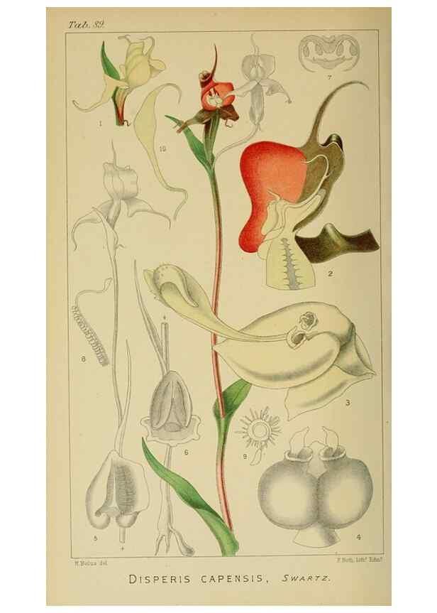 Reproducción/Reproduction 9732624328: Icones orchidearum austro-africanarum extra-tropicarum :. London :W. Wesley,1896-1913.