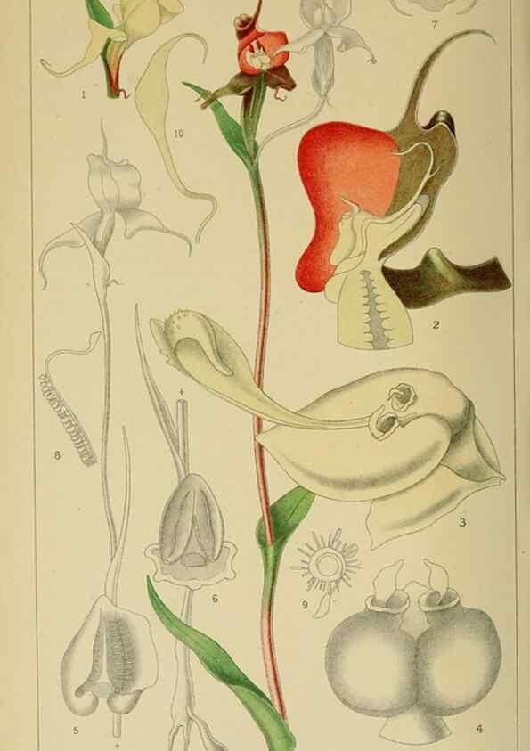 Reproducción/Reproduction 9732624328: Icones orchidearum austro-africanarum extra-tropicarum :. London :W. Wesley,1896-1913.