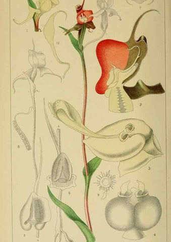 Reproducción/Reproduction 9732624328: Icones orchidearum austro-africanarum extra-tropicarum :. London :W. Wesley,1896-1913.