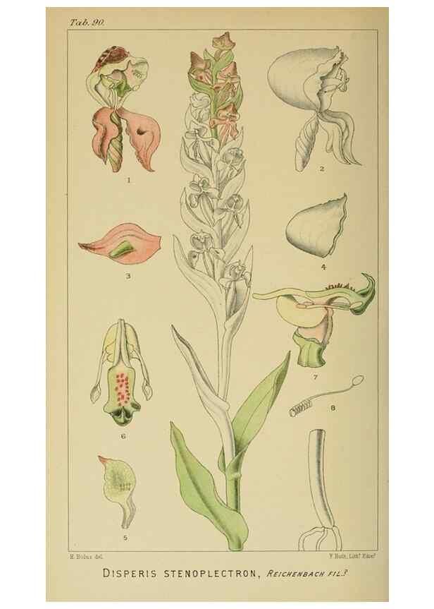 Reproducción/Reproduction 9732626136: Icones orchidearum austro-africanarum extra-tropicarum :. London :W. Wesley,1896-1913.