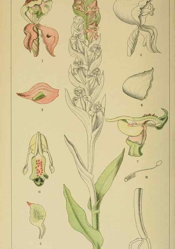 Reproducción/Reproduction 9732626136: Icones orchidearum austro-africanarum extra-tropicarum :. London :W. Wesley,1896-1913.