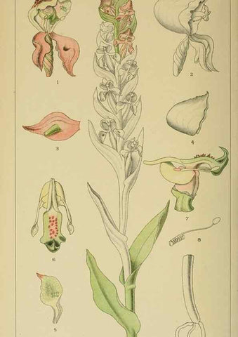 Reproducción/Reproduction 9732626136: Icones orchidearum austro-africanarum extra-tropicarum :. London :W. Wesley,1896-1913.