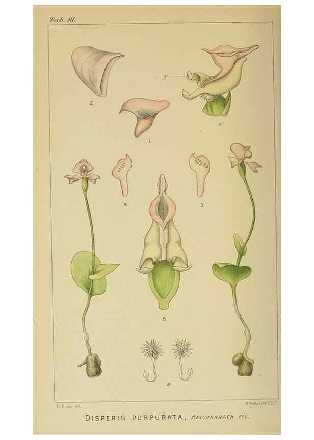 Reproducción/Reproduction 9732627432: Icones orchidearum austro-africanarum extra-tropicarum :. London :W. Wesley,1896-1913.