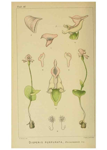 Reproducción/Reproduction 9732627432: Icones orchidearum austro-africanarum extra-tropicarum :. London :W. Wesley,1896-1913.