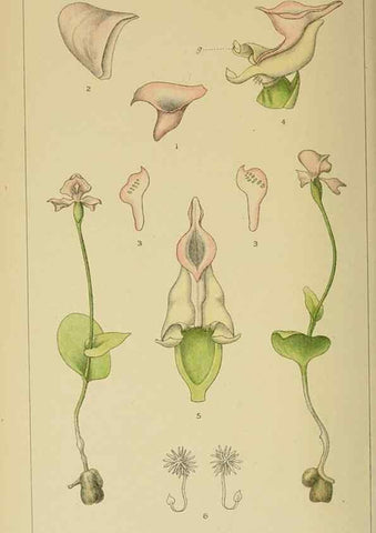 Reproducción/Reproduction 9732627432: Icones orchidearum austro-africanarum extra-tropicarum :. London :W. Wesley,1896-1913.