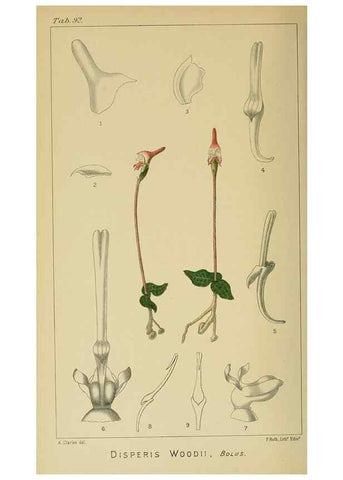 Reproducción/Reproduction 9729404217: Icones orchidearum austro-africanarum extra-tropicarum :. London :W. Wesley,1896-1913.