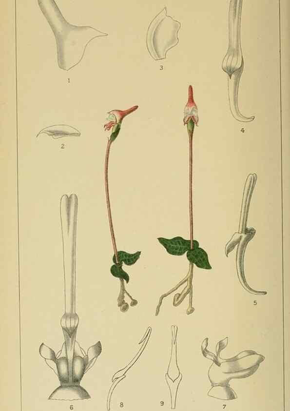 Reproducción/Reproduction 9729404217: Icones orchidearum austro-africanarum extra-tropicarum :. London :W. Wesley,1896-1913.