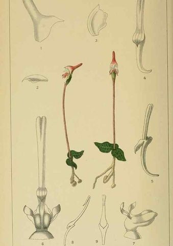 Reproducción/Reproduction 9729404217: Icones orchidearum austro-africanarum extra-tropicarum :. London :W. Wesley,1896-1913.