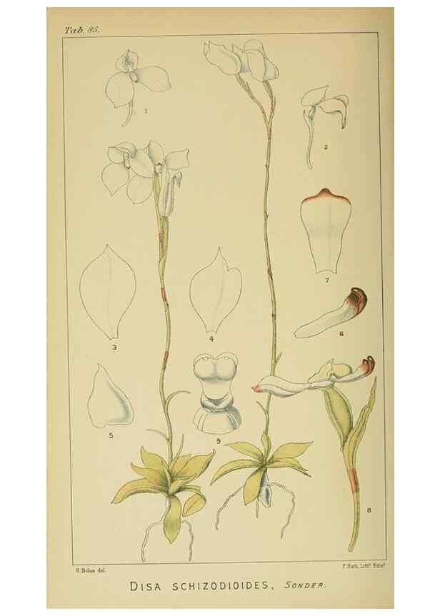 Reproducción/Reproduction 9732616374: Icones orchidearum austro-africanarum extra-tropicarum :. London :W. Wesley,1896-1913.