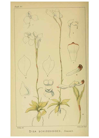 Reproducción/Reproduction 9732616374: Icones orchidearum austro-africanarum extra-tropicarum :. London :W. Wesley,1896-1913.