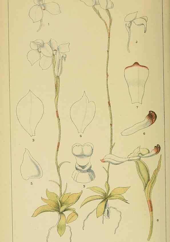 Reproducción/Reproduction 9732616374: Icones orchidearum austro-africanarum extra-tropicarum :. London :W. Wesley,1896-1913.