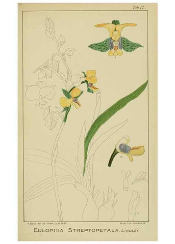 Reproducción/Reproduction 9729611877: Icones orchidearum austro-africanarum extra-tropicarum :. London :W. Wesley,1896-1913.
