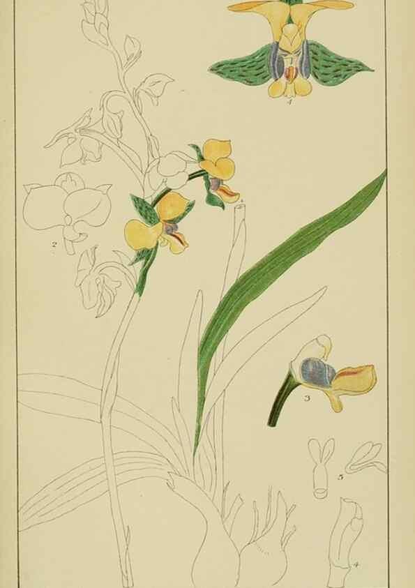 Reproducción/Reproduction 9729611877: Icones orchidearum austro-africanarum extra-tropicarum :. London :W. Wesley,1896-1913.