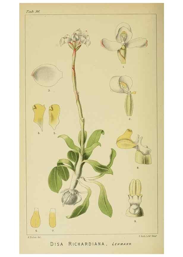 Reproducción/Reproduction 9732521108: Icones orchidearum austro-africanarum extra-tropicarum :. London :W. Wesley,1896-1913.