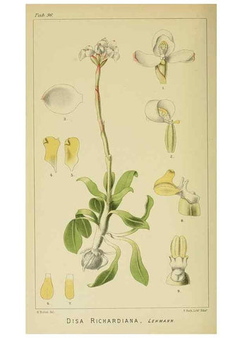 Reproducción/Reproduction 9732521108: Icones orchidearum austro-africanarum extra-tropicarum :. London :W. Wesley,1896-1913.
