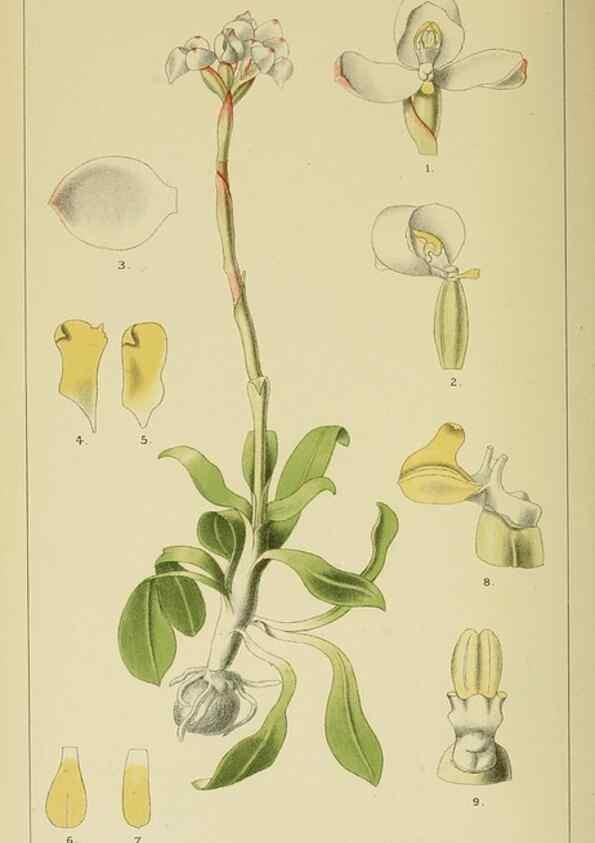Reproducción/Reproduction 9732521108: Icones orchidearum austro-africanarum extra-tropicarum :. London :W. Wesley,1896-1913.