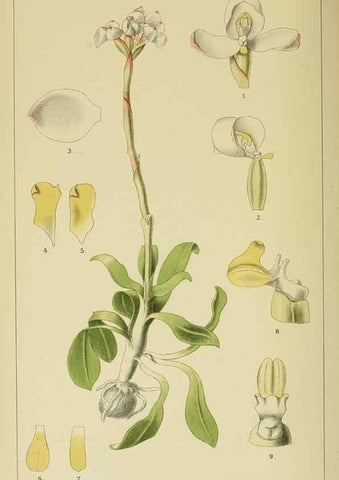 Reproducción/Reproduction 9732521108: Icones orchidearum austro-africanarum extra-tropicarum :. London :W. Wesley,1896-1913.
